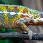 how to breed panther chameleons