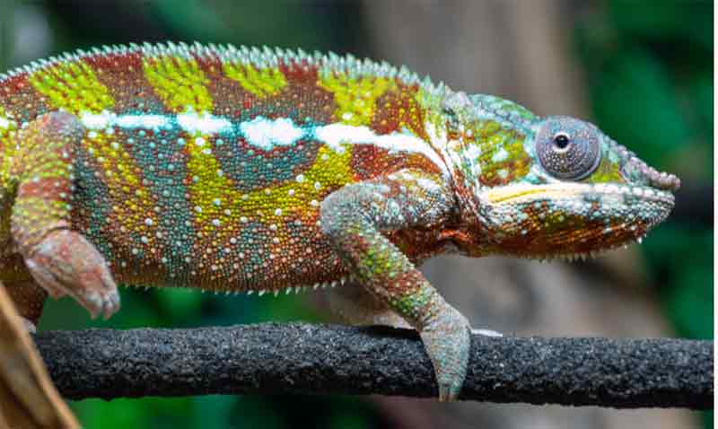 how to breed panther chameleons