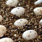 how to incubate chameleon eggs