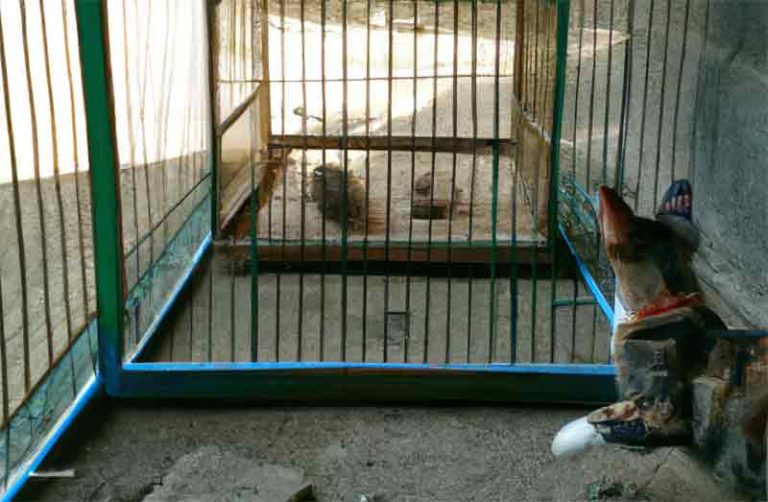 how to keep cat off lizard cage