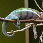 Signs of a Dying Chameleon: How to Tell if Your Pet is in Distress