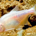 Blind Cave Tetras Astyanax mexicanus