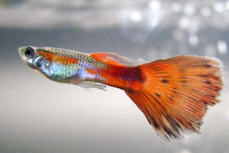 Cara Memelihara Ikan Guppy Tanpa Oksigen