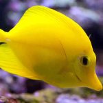 how to breed yellow tangs