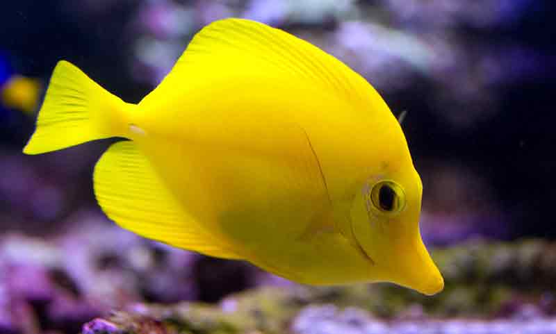 how to breed yellow tangs
