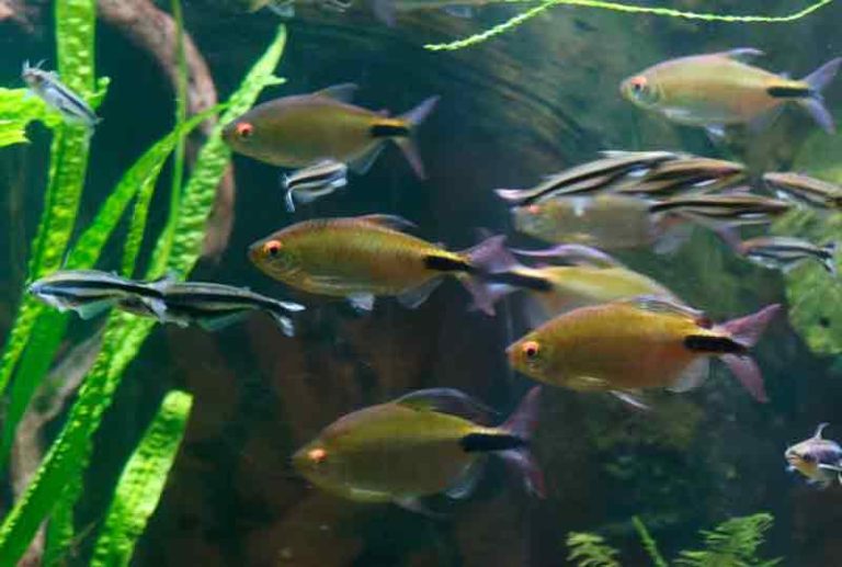 nama-nama ikan dari huruf a sampai z