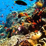 Diving in Bali: Exploring the Magnificent Underwater World Bali Diving