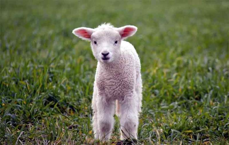 cara merawat anak kambing tanpa induk