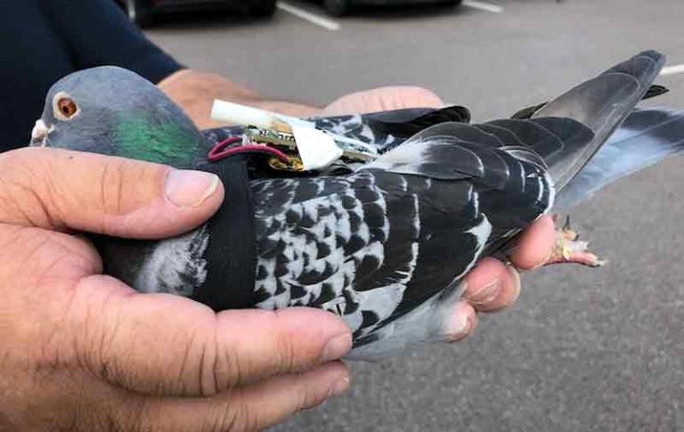 Ciri ciri Merpati Pos yang Cerdas
