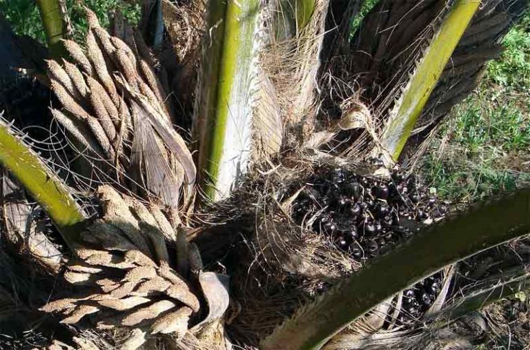 cara menanam sawit di lahan rawa