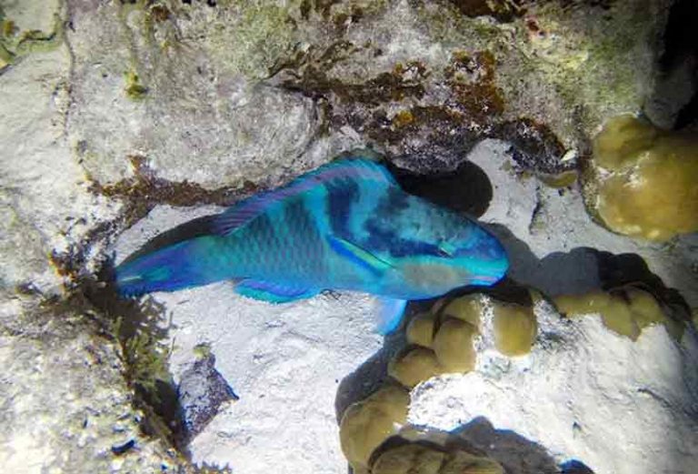 Apakah Ikan Bisa Tidur