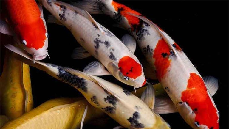 apakah ikan koi bisa dicampur dengan ikan lain