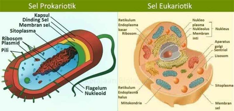 benarkah semua sel memiliki membran plasma sitoplasma dan inti sel