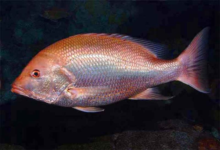 apakah ikan kakap multiseluler