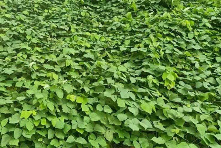 cara menanam mucuna bracteata