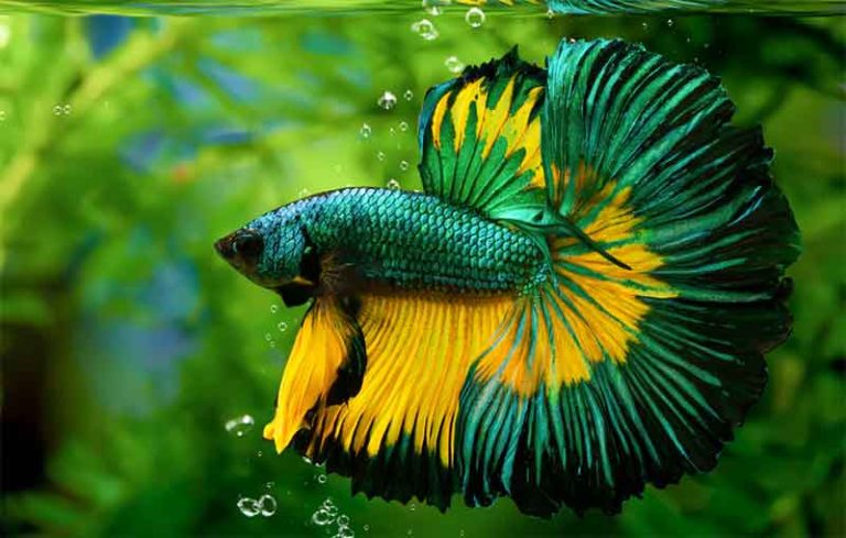 cara merawat ikan cupang yang hampir mati