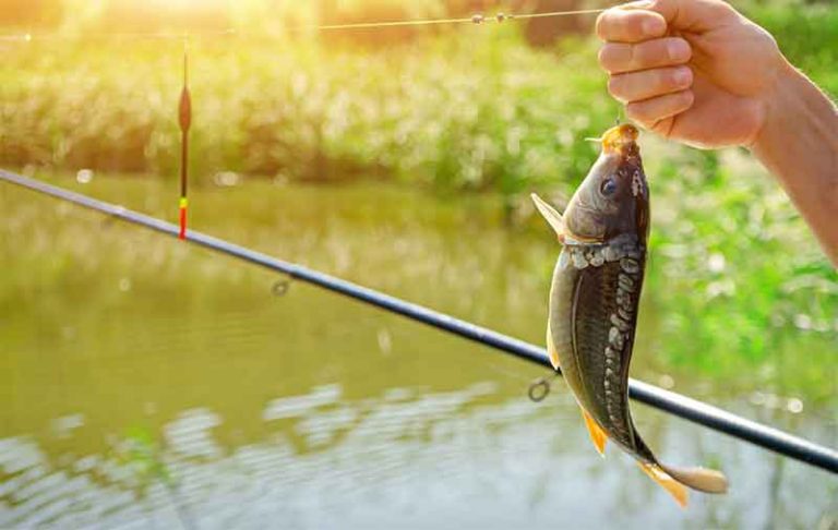 resep umpan putih ikan mas