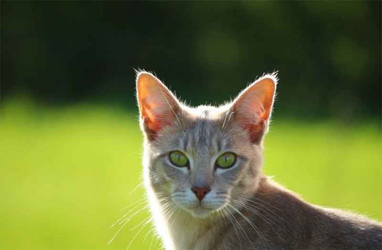 cara memelihara kesehatan organ peredaran darah kucing