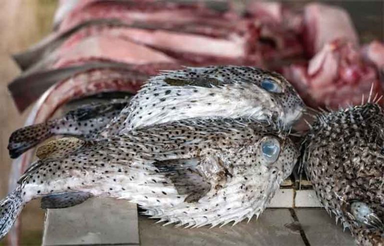 apakah ikan buntal bisa dimakan