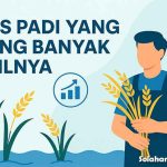 jenis padi yang paling banyak hasilnya