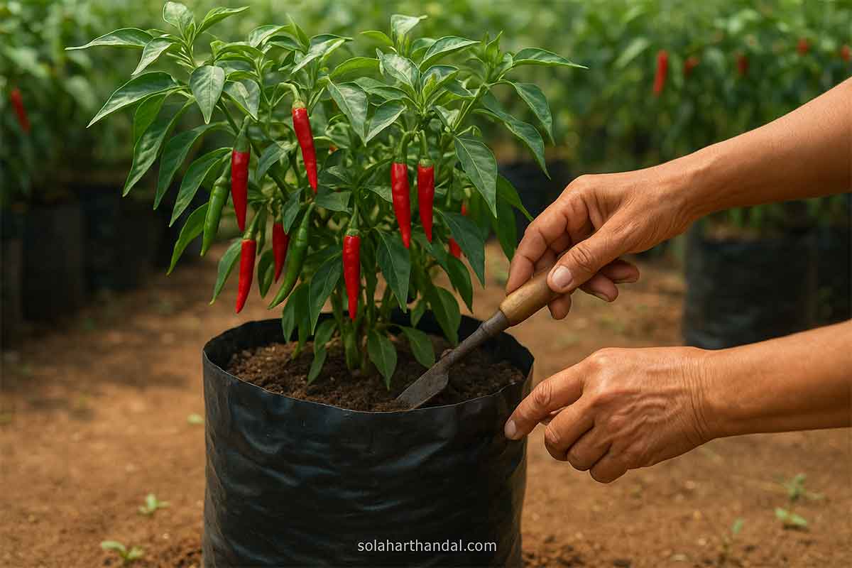 cara menanam cabe di polybag agar berbuah lebat