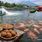 umpan ikan nila di tambak