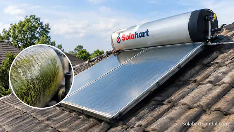 solar water heater berlumut apakah berbahaya